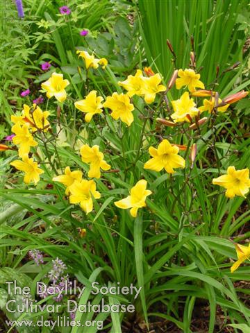 Daylily Golden Chimes